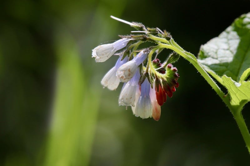Botanical Healing