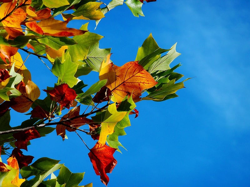 Foliage Discoveries