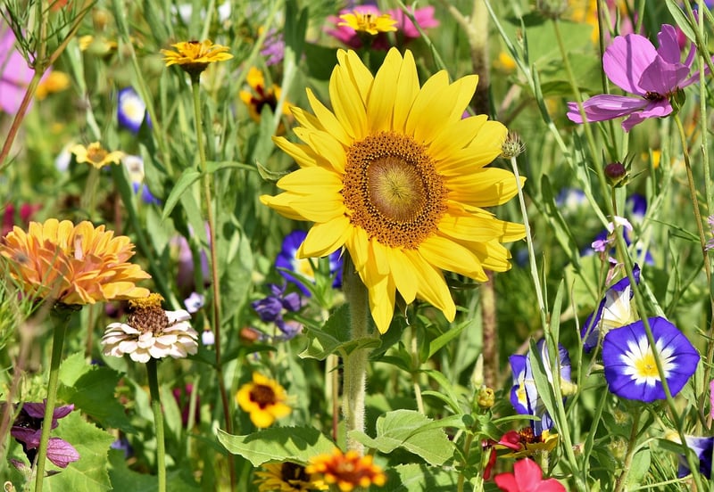 Floral Garden