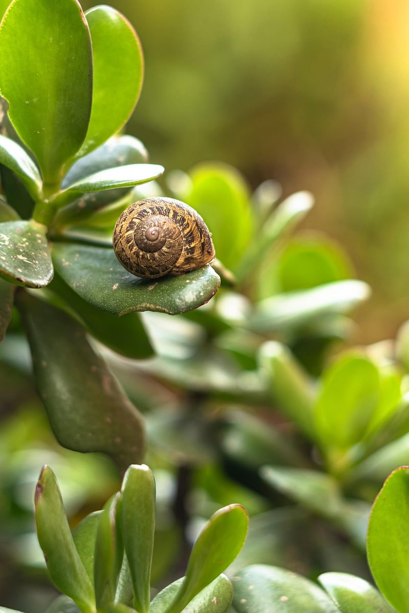 Green plants