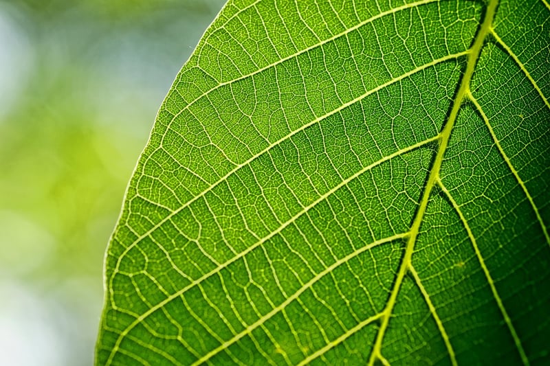 Plant-Powered Technology