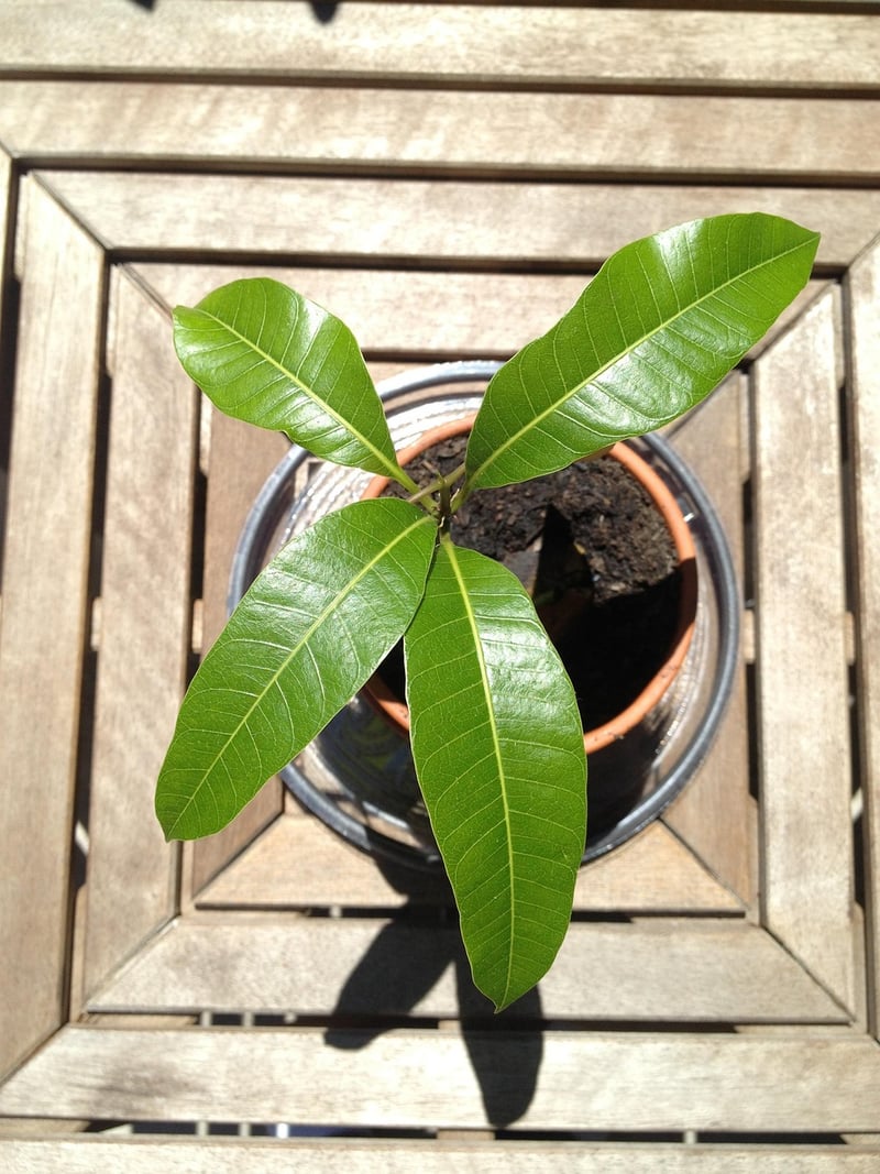 Plant Seedling