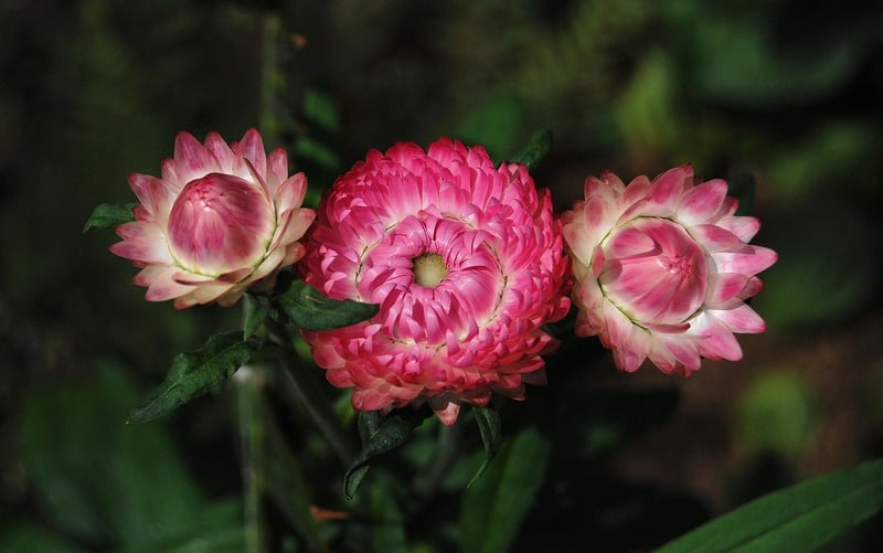 Flower Research